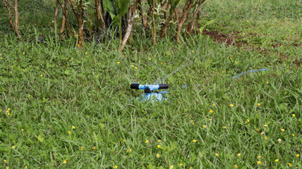 Blue Lawn Sprinkler in Green Grass with Small Yellow Flowers on a Sunny Day in a Garden Landscape