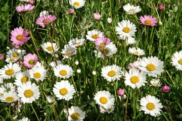 Obraz premium A beautiful bouquet of white and pink flowers growing wild in a green meadow