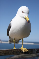 seagull on the pier