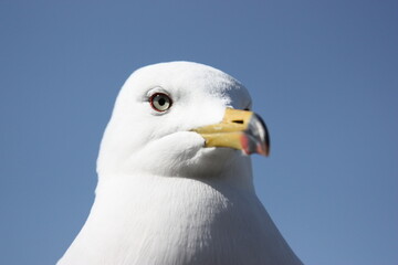 close up of a seagull