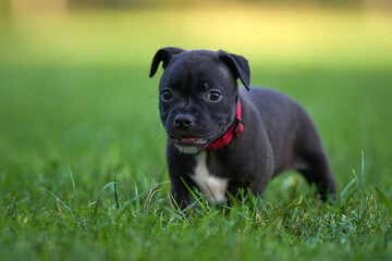 Young Puppy in green grass