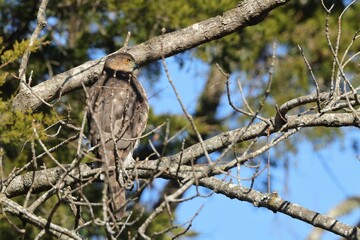 Hawk perched on a tree branch in forest.