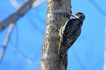 Woodpecker on a tree against blue sky