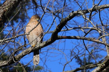 Hawk on a tree branch against clear blue sky
