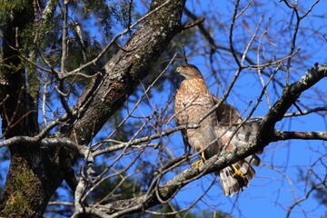 Majestic hawk perched on a tree branch.