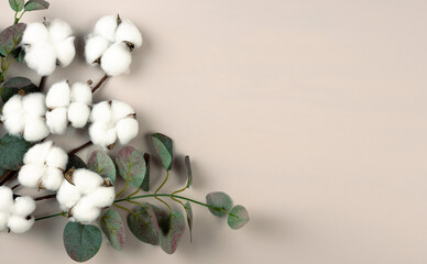Pure cotton, organic textile concept, cotton flower branch flat lay on empty space beige background.
