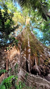 Sama&uacute;ma, ou Suma&uacute;ma, a grande &aacute;rvore da Floresta Amaz&ocirc;nica, conhecida no local como "a muralha", esta &aacute;rvore est&aacute; situada em uma comunidade no munic&iacute;pio de Afu&aacute;, Par&aacute;, norte do Brasil. 2024/10