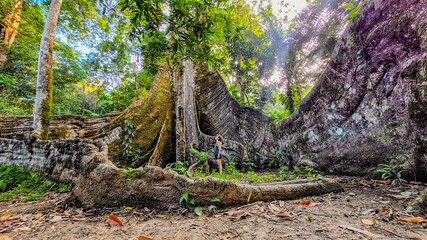 Samaúma, ou Sumaúma, a grande árvore da Floresta Amazônica, conhecida no local como "a muralha", esta árvore está situada em uma comunidade no município de Afuá, Pará, norte do Brasil. 2024/10