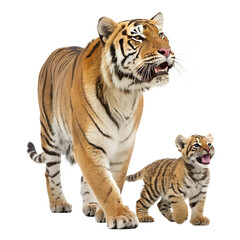Obraz premium Tiger with Baby. 
