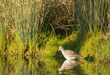 Redshank,  Tringa totanus reflection in still water