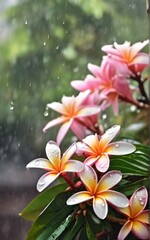 Fototapeta premium frangipani flowers on the beach