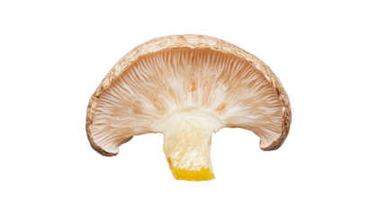 A detailed close-up image shows the cross-section of a mushroom revealing its internal structure, gills, and stem.