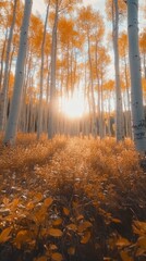 Fototapeta premium A serene forest scene with tall trees bathed in golden autumn light, creating a warm, peaceful atmosphere.