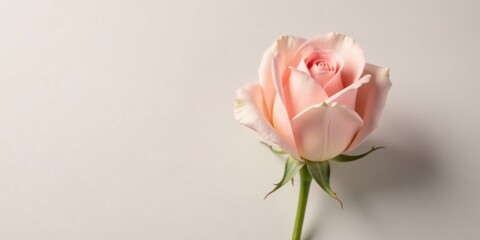 Obraz premium A Single Delicate Light Pink Rose on a Plain Background, a Symbol of Elegance and Purity, Ideal for Various Design Applications