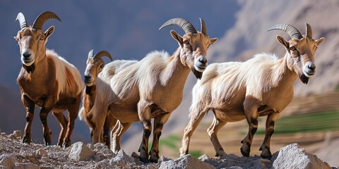 Mountain goats graze peacefully among terraced fields on a steep hillside