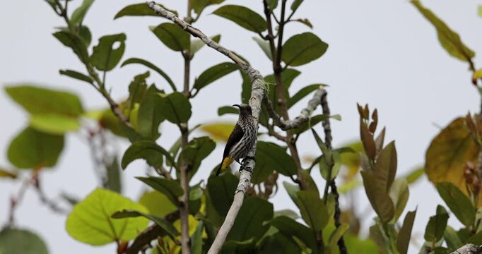 Whitehead's Spiderhunter bird endemic of borneo bird.