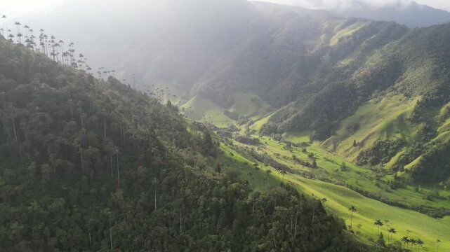 misty view of mountain with palm trees