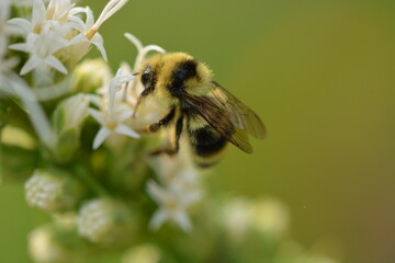 Closeup bee on a white flower