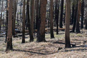 View of burn scar in California forest.  