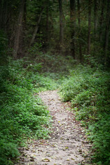 Narrow path in the forest.