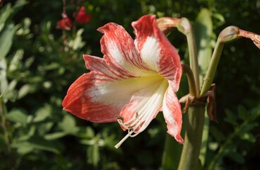 A lily in full bloom