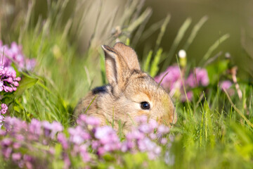 red rabbit among spring flowers and green grass