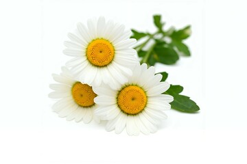 Obraz premium Delicate Chamomile Bouquet on White Background