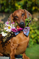 dachshund dog with flowers in its teeth