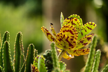 succulent plant kalanchoe marmorata and small cacti