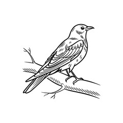 Birds hand drawn vector art