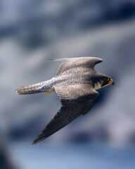 Dramatic portrait of a peregrine falcon hunting its prey. Its speed and agility are evident in every movement of its wings. An elegant and powerful bird of prey in action. 