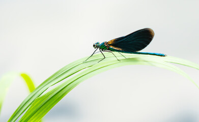 Colourful male beautiful demoiselle damselfly