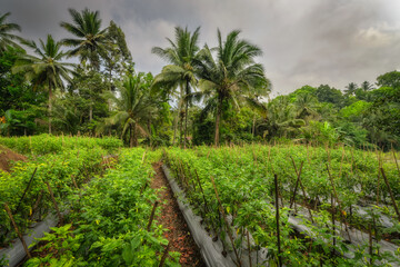 Obraz premium A vibrant view of a green chili peppers farm surrounded by tall trees under a cloudy sky, showcasing innovative, sustainable agriculture for environmental health and biodiversity, East Java, Indonesia