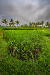 A breathtaking view of a lush green rice field framed by gently swaying palm trees underneath a dramatically beautiful sky, showcasing the remarkable beauty of nature, East Java, Indonesia