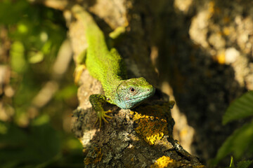 Closeup of European green lizard (Lacerta viridis) stading on a tree branch. Green lizard, European, Macro, Reptile, Wildlife