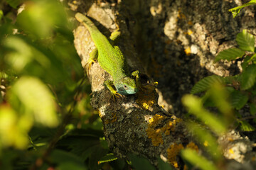 European green lizard (Lacerta viridis) stading on a tree branch. Green lizard, European, Macro, Reptile, Wildlife