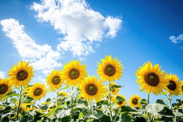 Obraz premium Sunflower field under a warm golden sky filled with vibrant blooms reaching for the sun