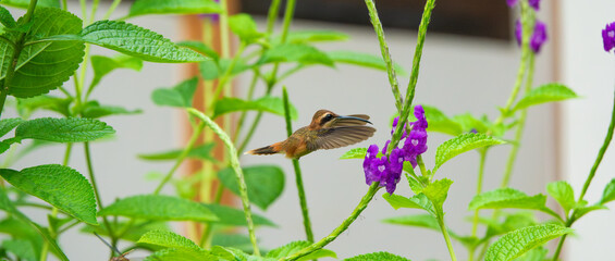 Hummingbird in Flight beside a Purple Flower in Costa Rica
