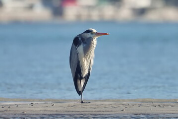 Gray Heron, Ardea cinerea, birds of Montenegro	