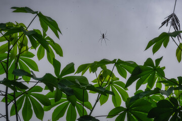 Image showcases large and small spiders on the web, vibrant green leaves set against a calming gray background, effectively capturing the essence of natures tranquility, East Java, Indonesia