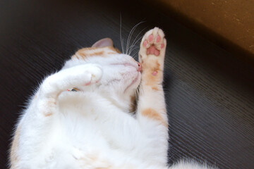 ピンクの肉球を見せながら寝る猫