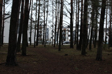Pine forest in the evening on the outskirts of the city 