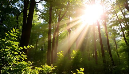 Obraz premium sun shining through the forest