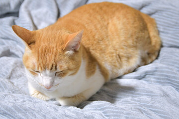 布団の上で香箱座りをして寝る猫