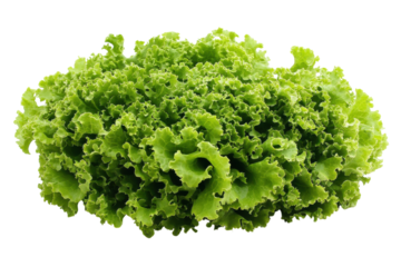 Fresh green lettuce heads available for purchase at a local market in summer