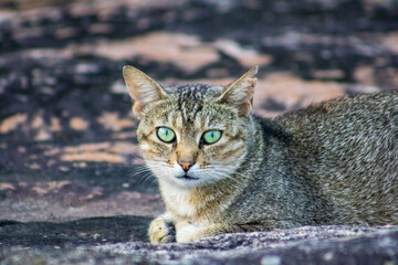 Portrait of a stray cat