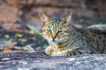 Portrait of a stray cat