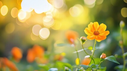 Golden hour blooms in a vibrant garden.
