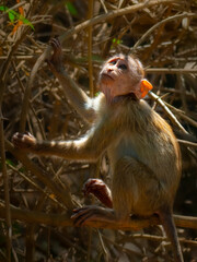 Young Monkey sitting bushes on a early morning sunlight 