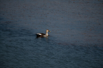 Indian spot-billed duck swimming in a Lake, Rajasthan India
